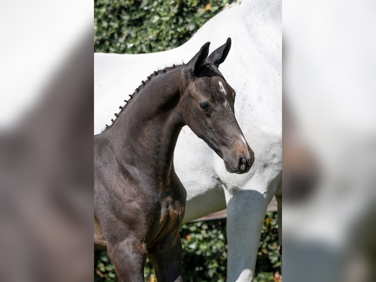 KWPN Stallion  in Heerde