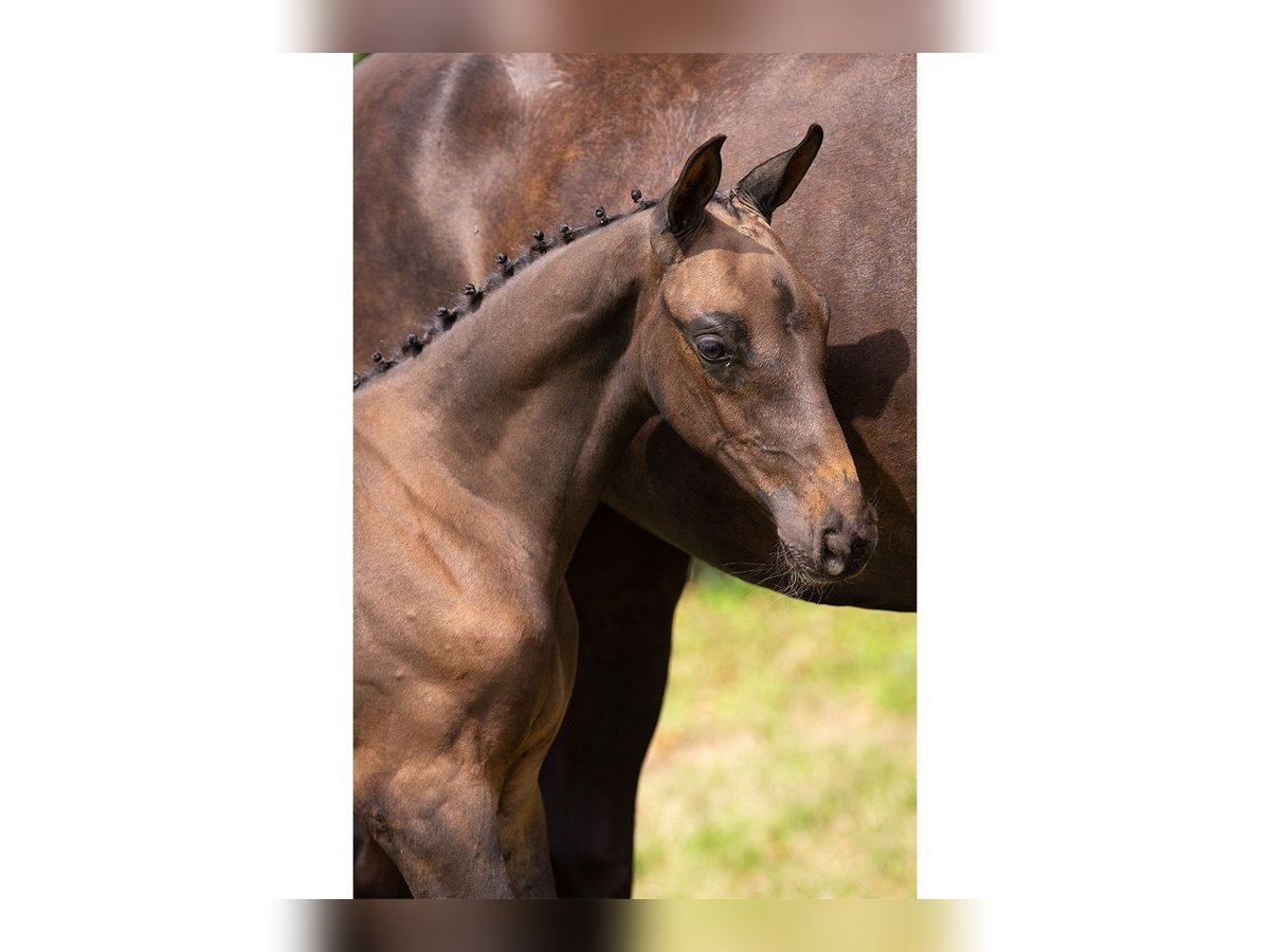 KWPN Stallion Foal (05/2025) in Heerde