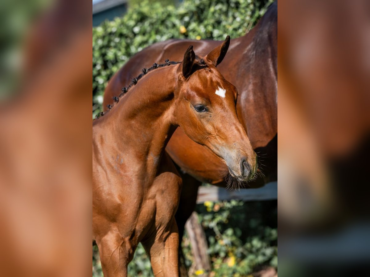 KWPN Stallion  in Heerde