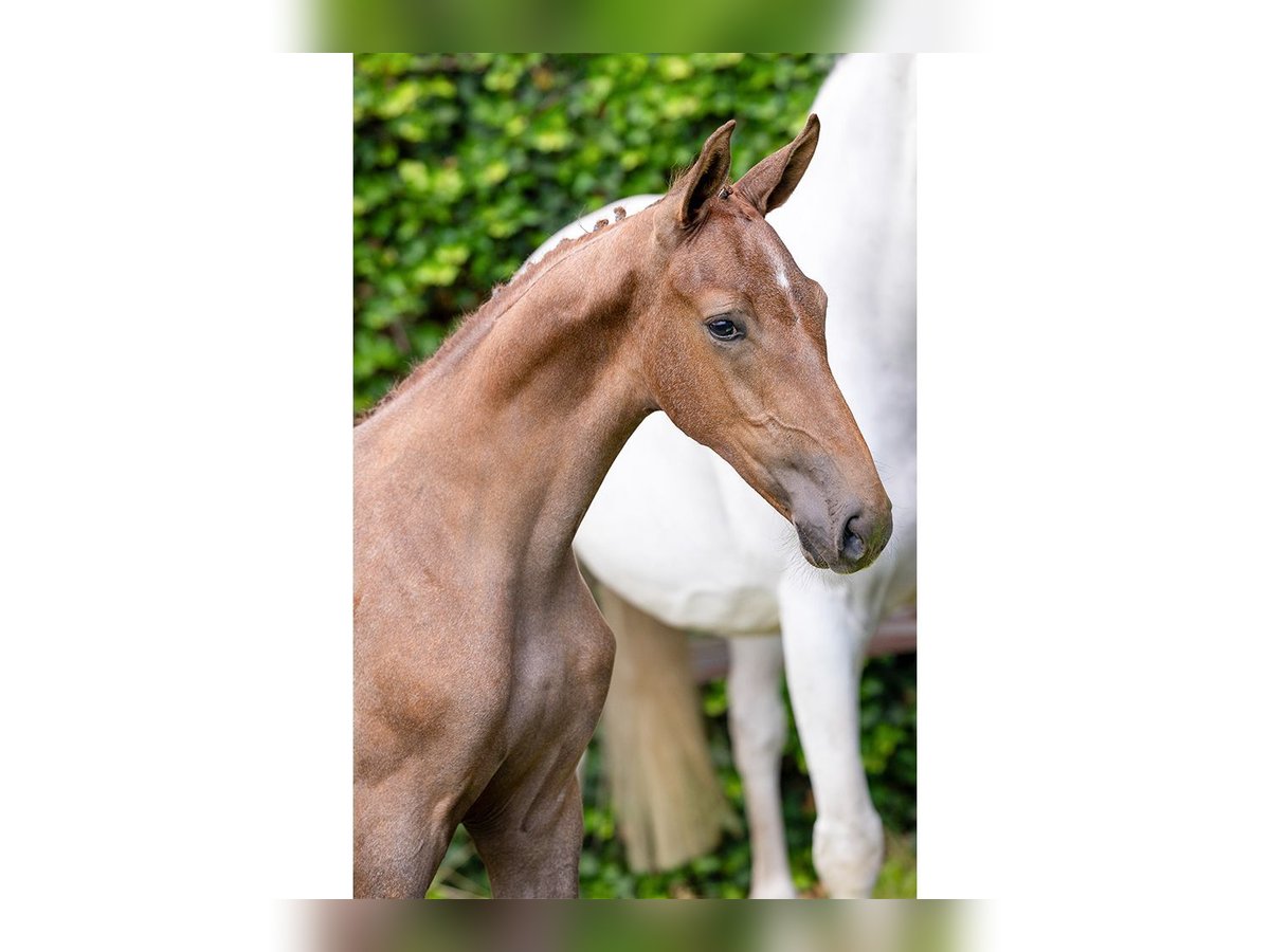 KWPN Stallion Foal (05/2025) in Heerde