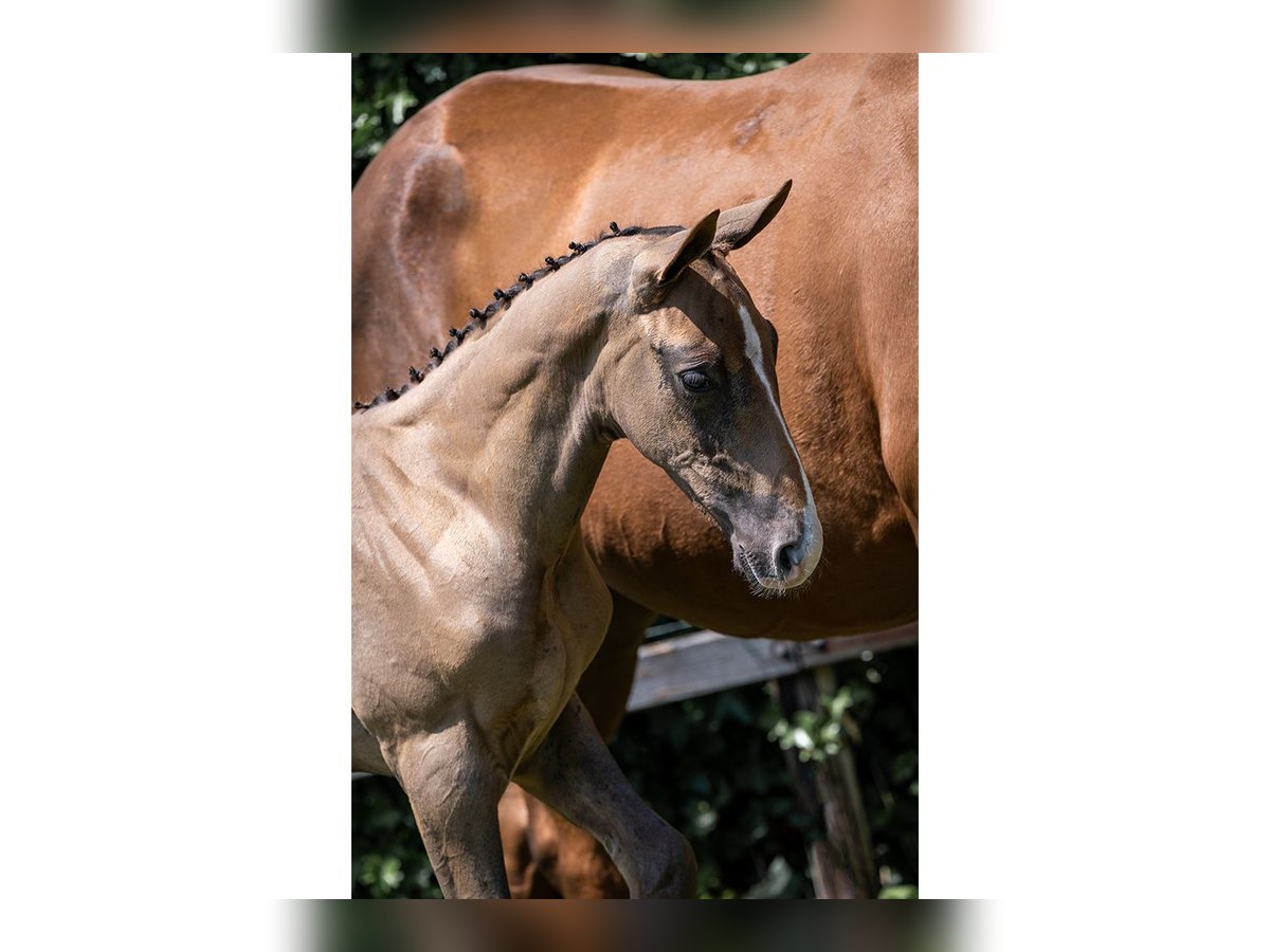 KWPN Stallion  in Heerde