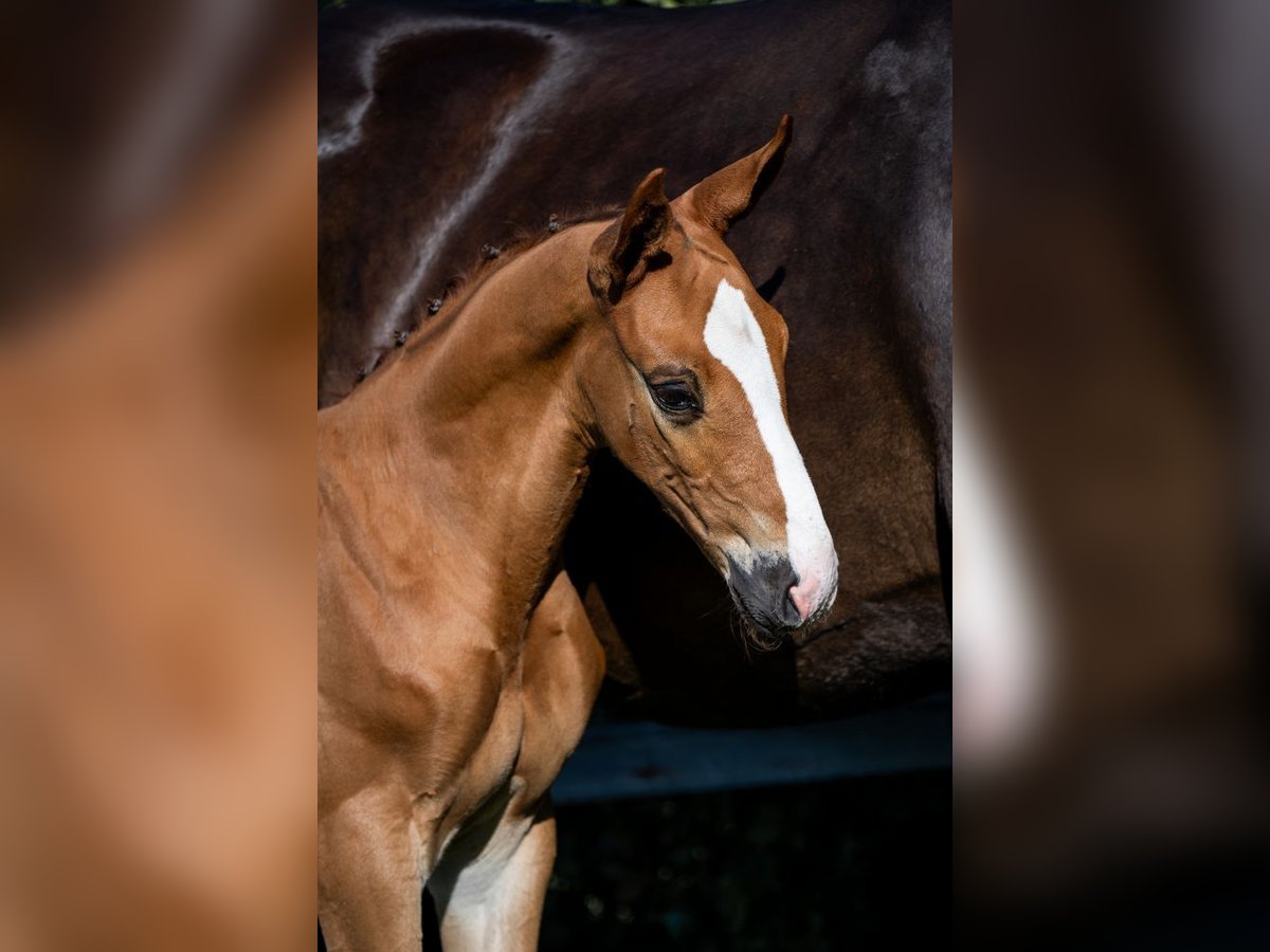 KWPN Stallion  in Heerde
