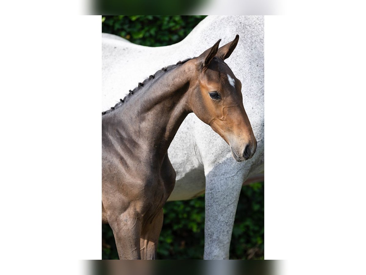KWPN Stallion Foal (06/2025) in Heerde
