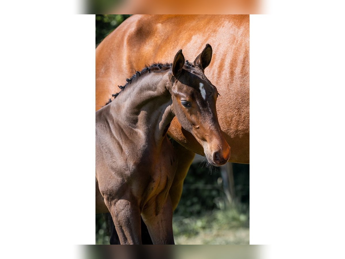 KWPN Stallion  in Heerde