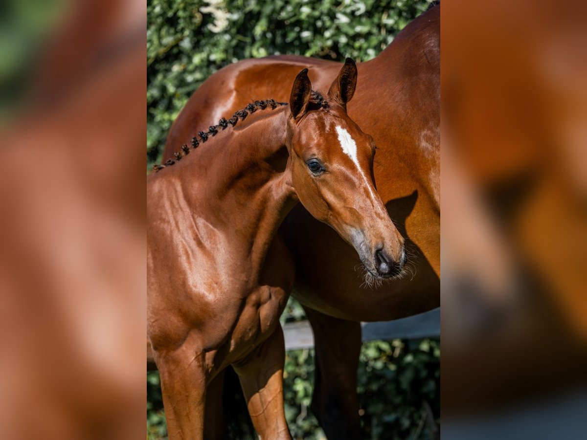 KWPN Stallion  in Heerde