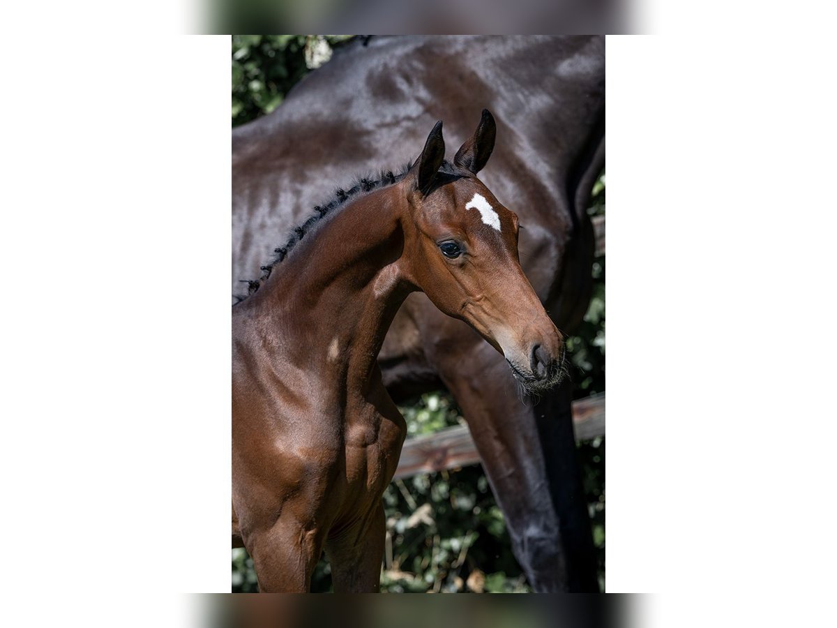 KWPN Stallion  in Heerde