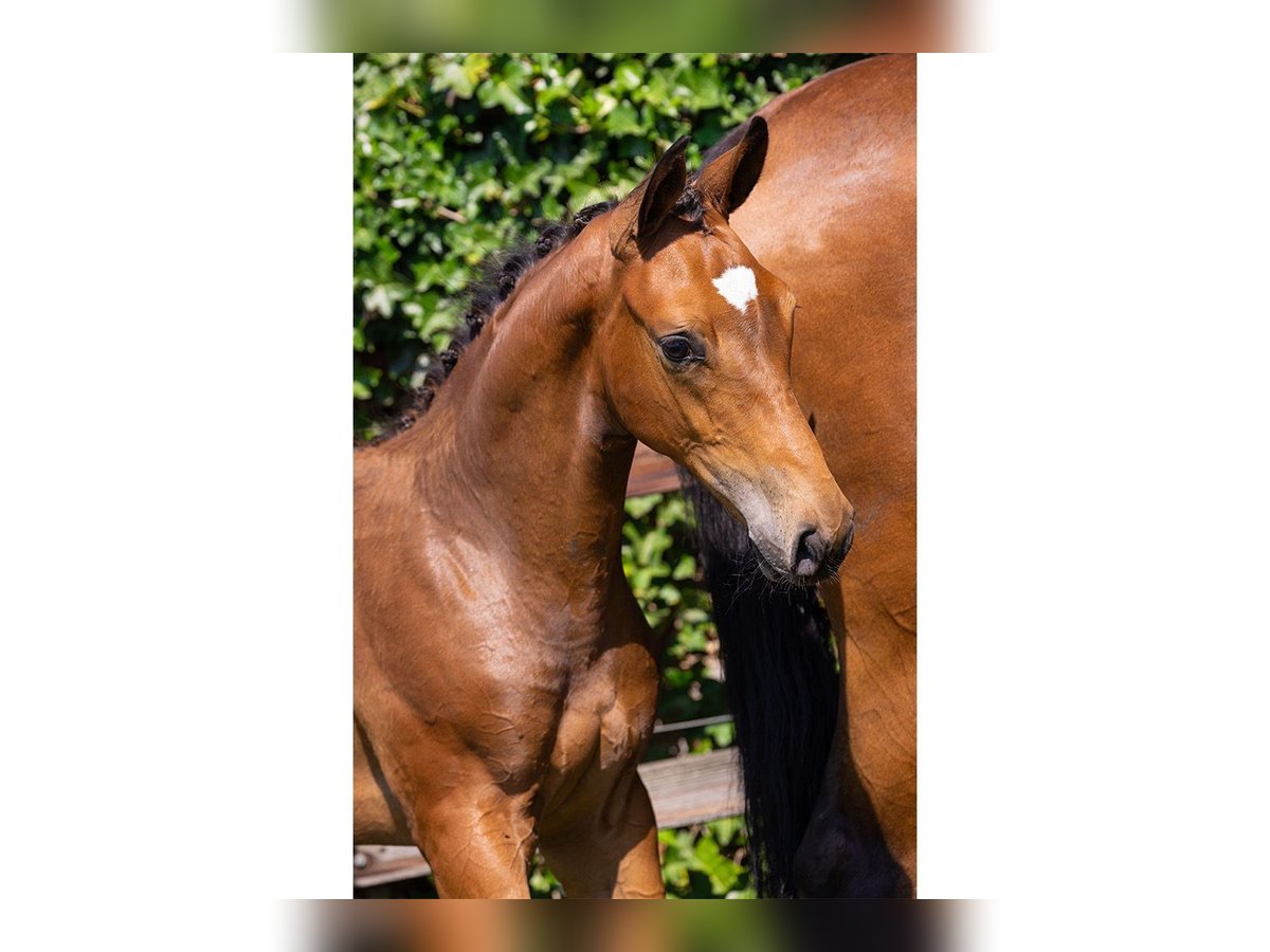 KWPN Stallion Foal (04/2025) in Heerde