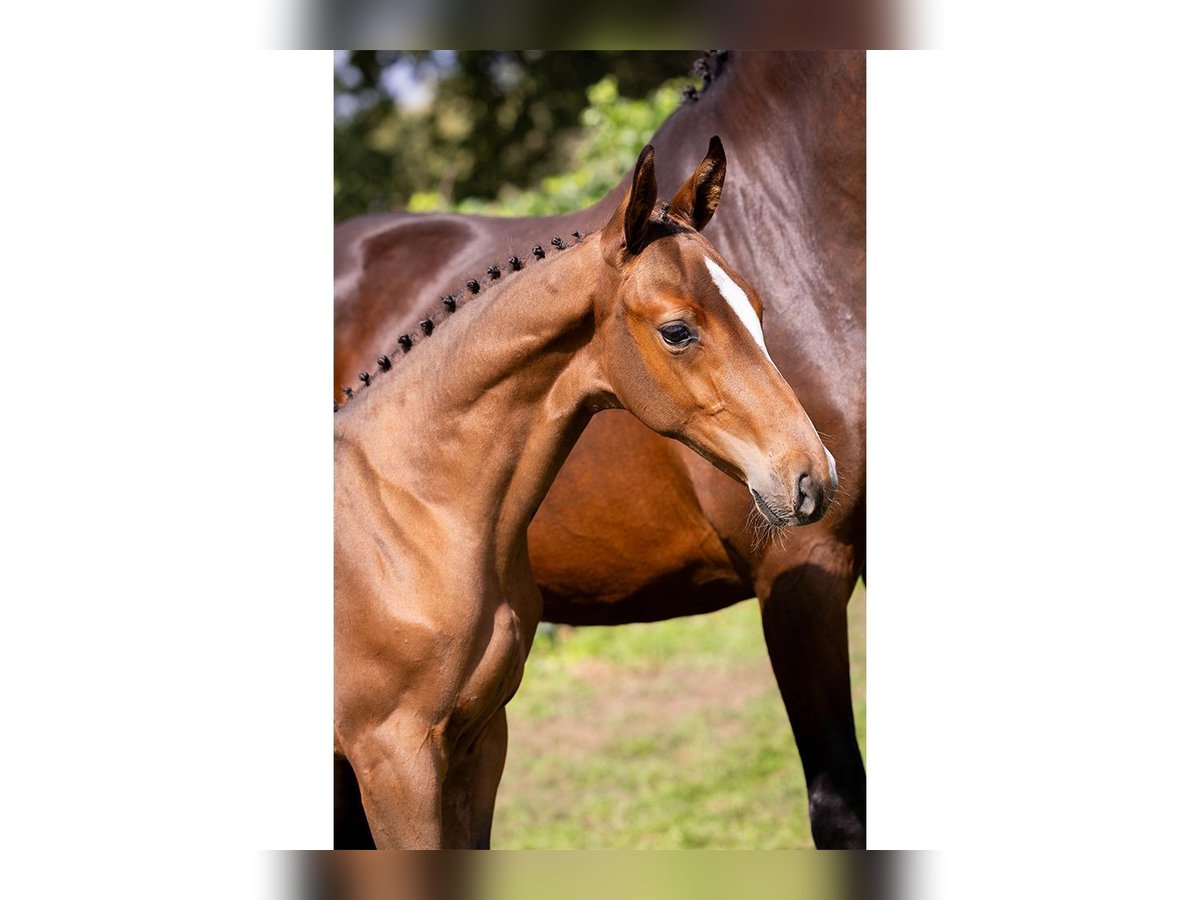KWPN Stallion Foal (07/2025) in Heerde