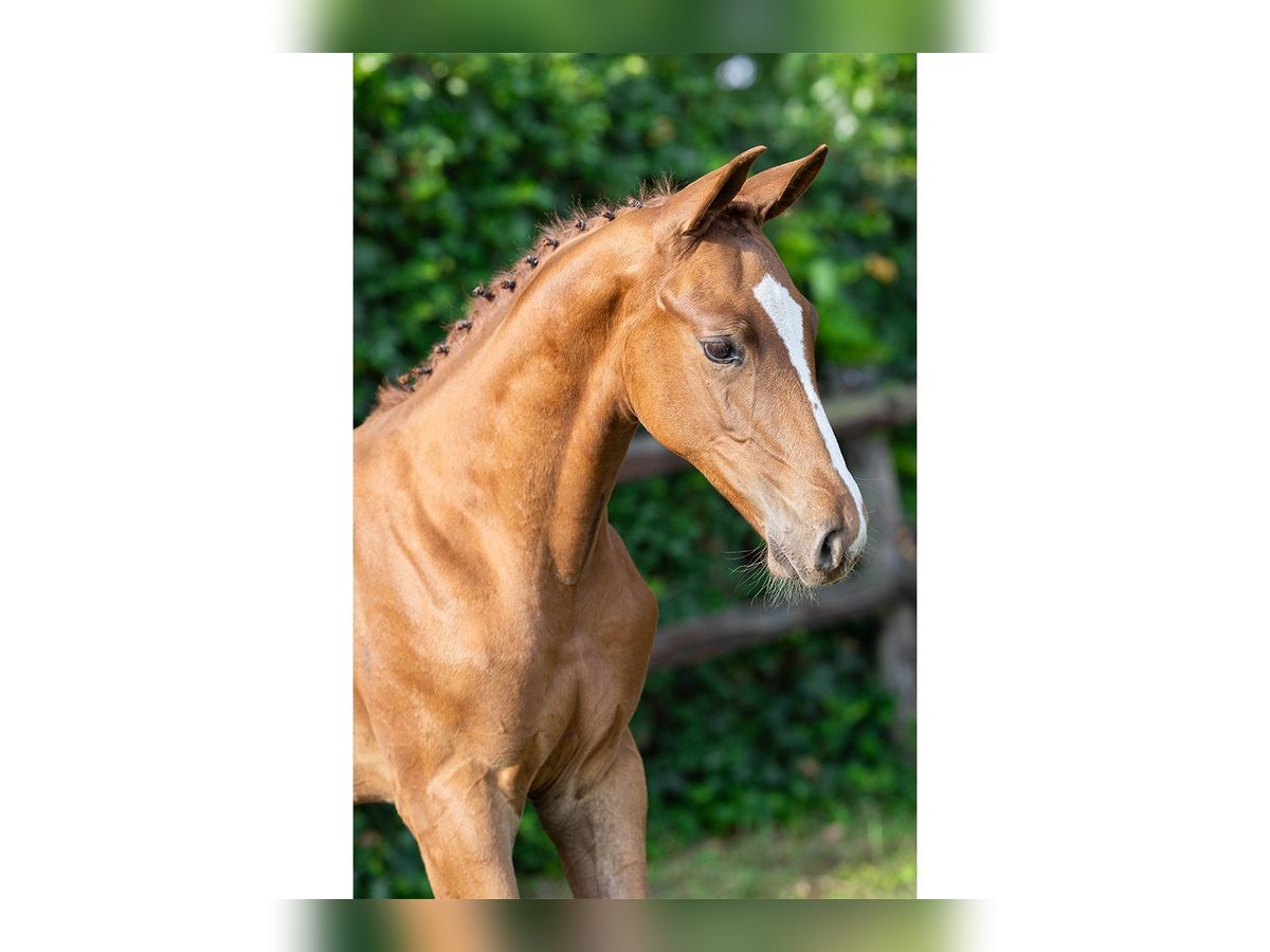 KWPN Stallion Foal (06/2025) in Heerde