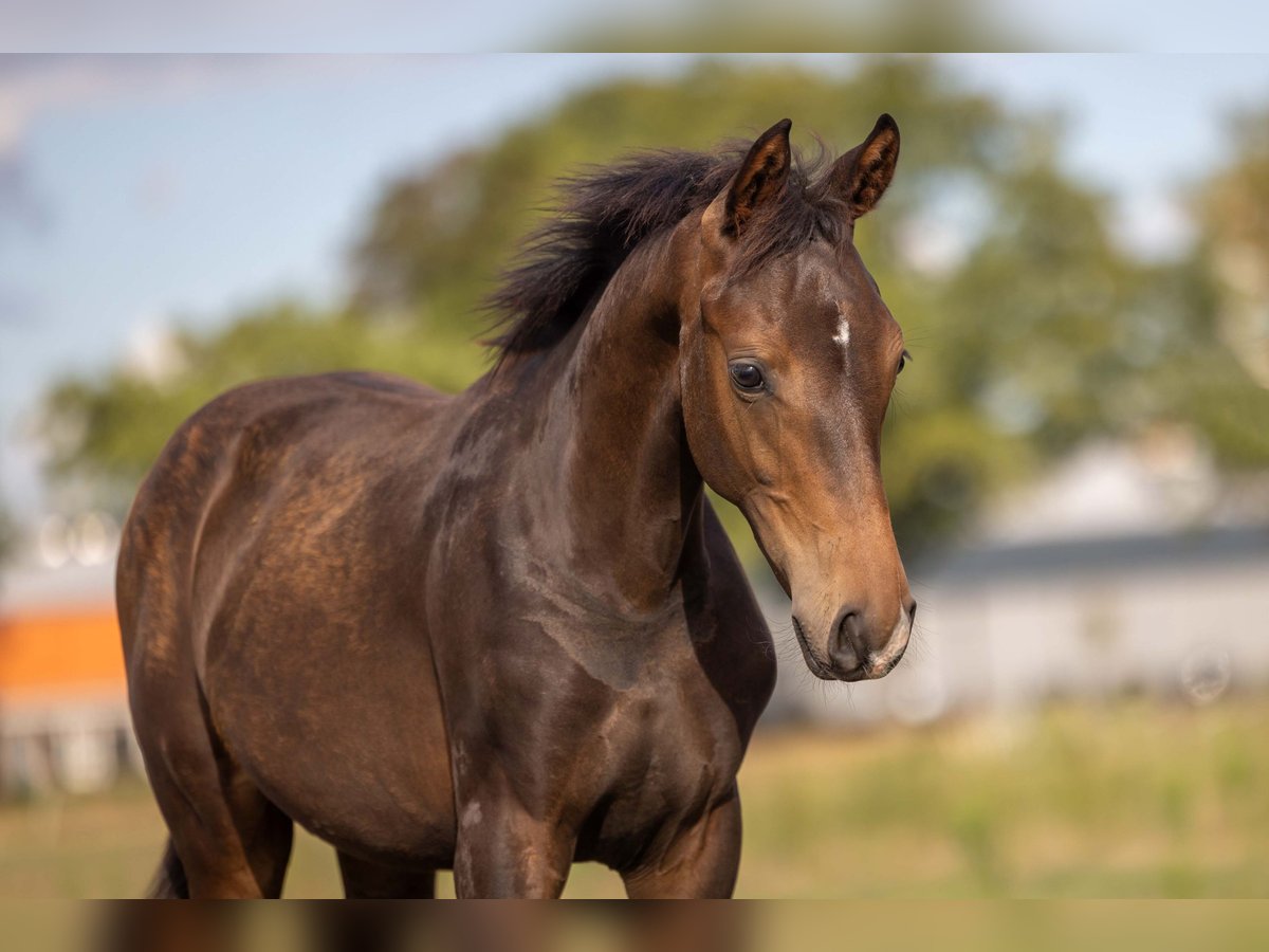 KWPN Stallion Foal (03/2025) Smoky-Black in Mill