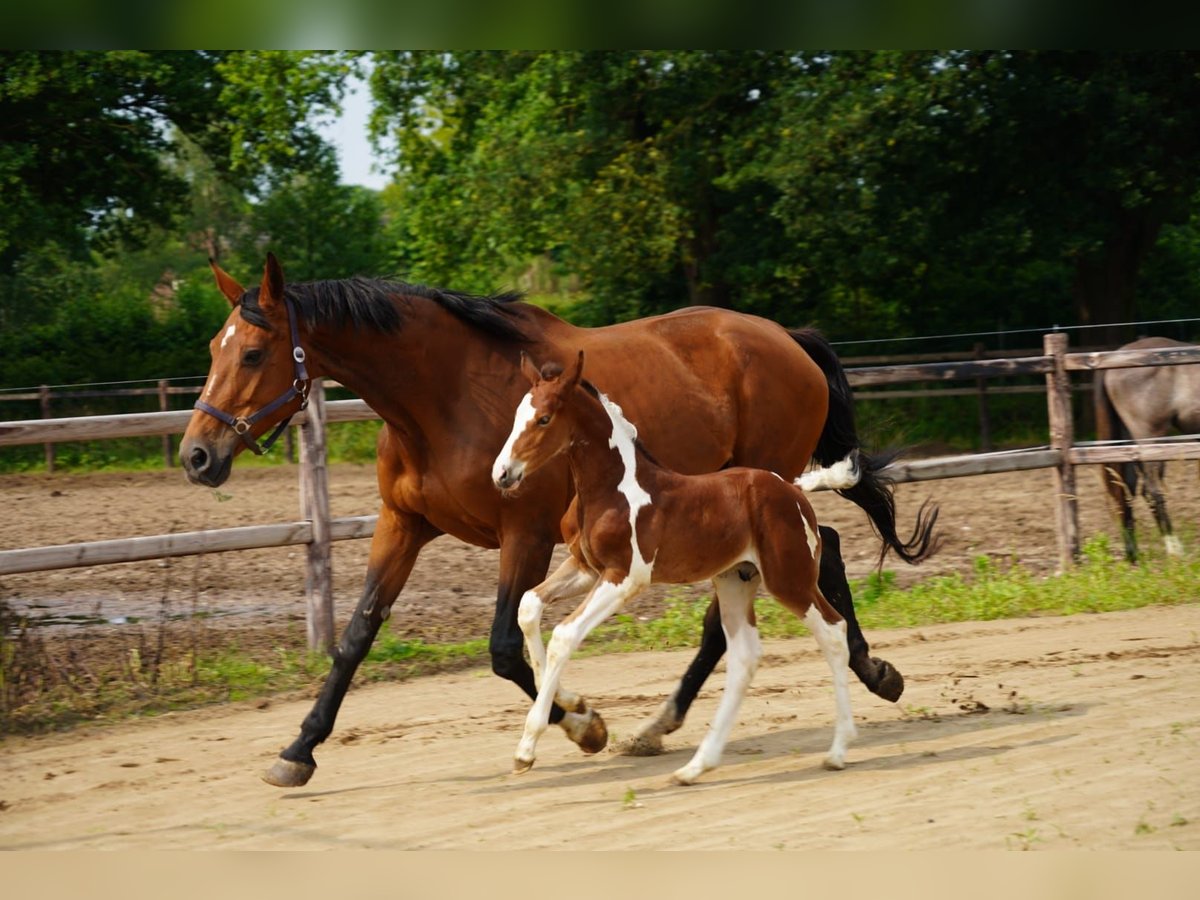 KWPN Stallion  Tovero-all-colors in Rijkevoort-De Walsert