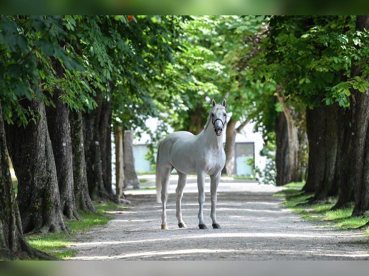 KWPN Stallion Gray in Pfarrkirchen