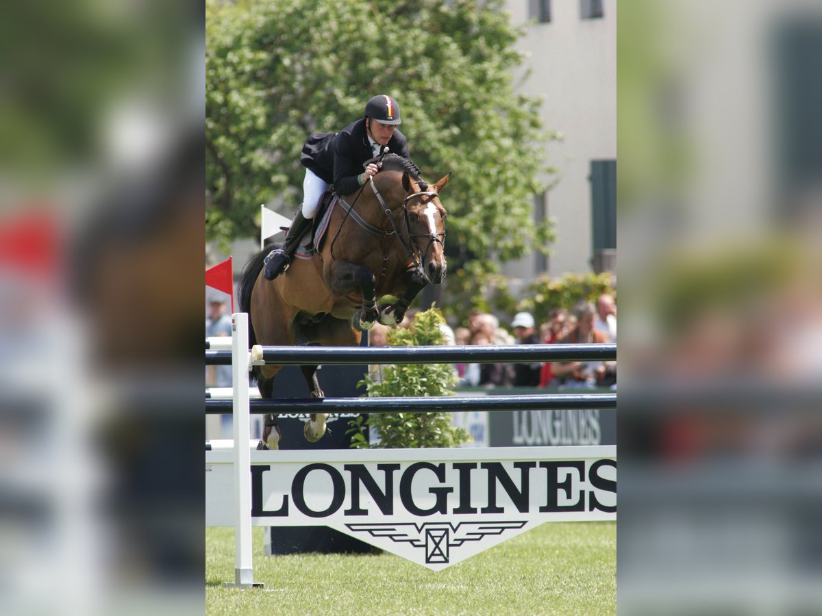 KWPN Stallion in Celle
