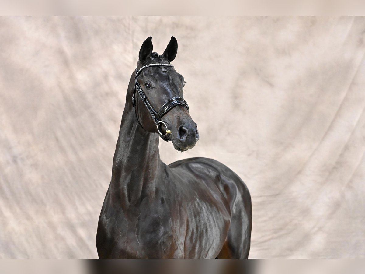 KWPN Stallion Smoky-Black in Adelheidsdorf