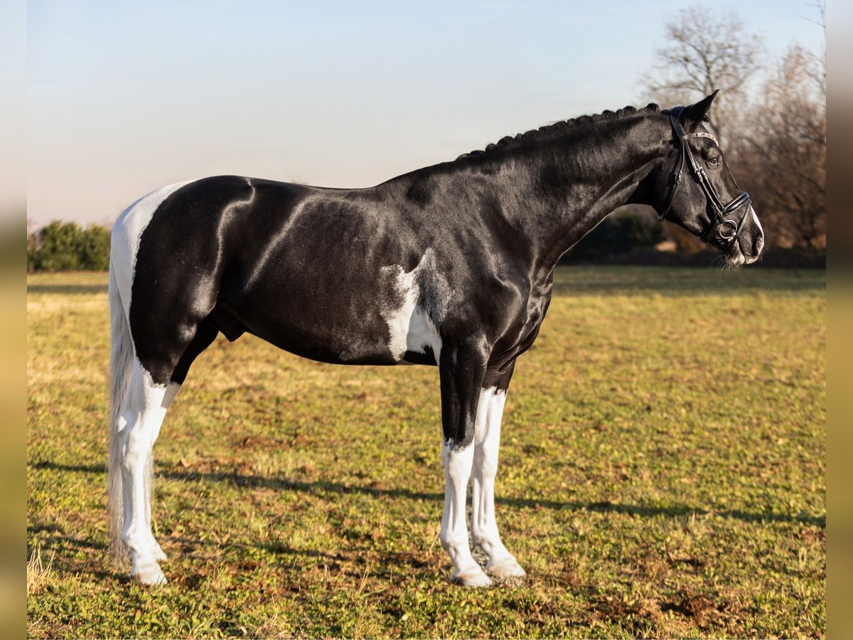 KWPN Stallion Tobiano-all-colors in Romano di Lombardia