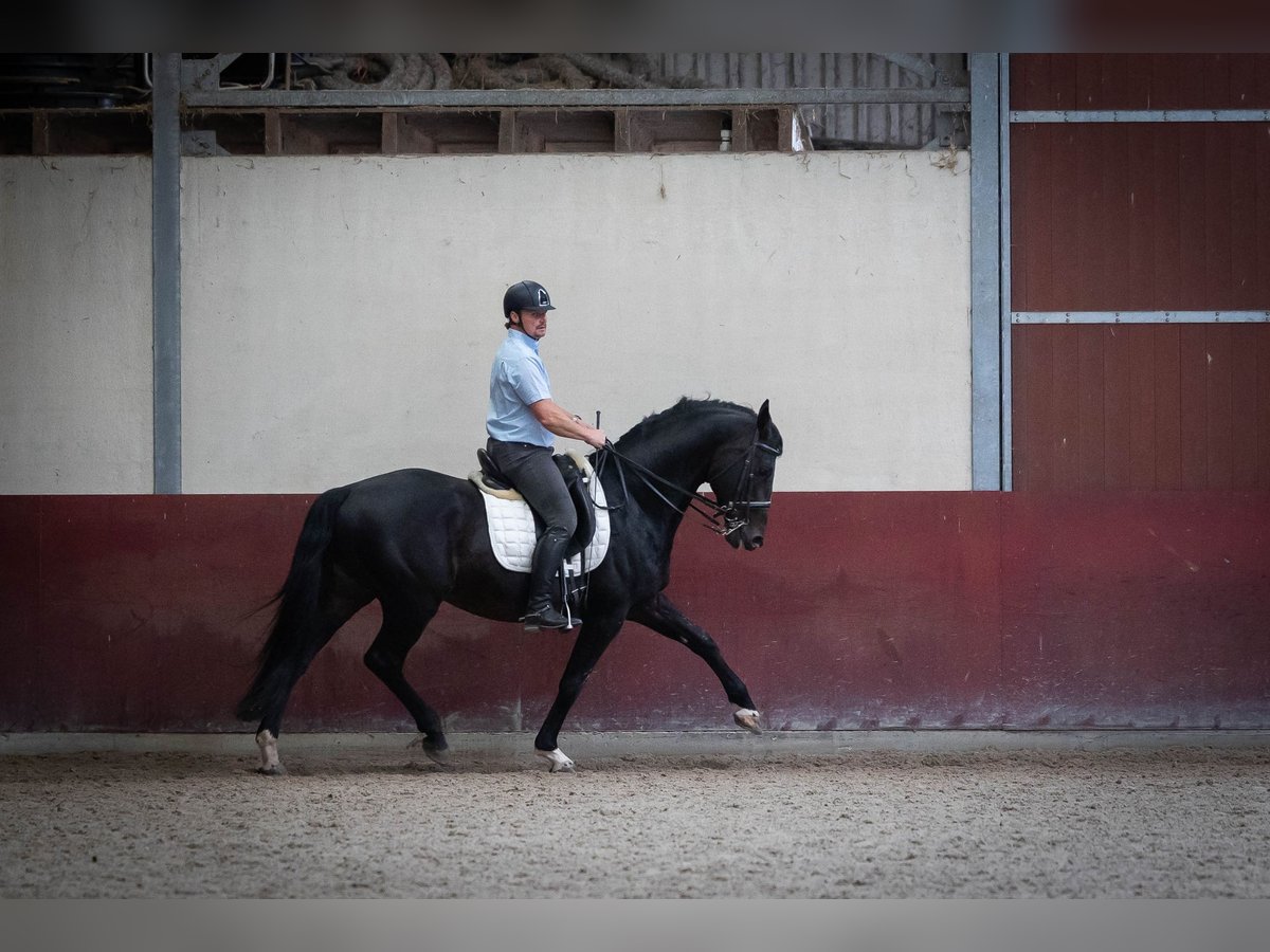 KWPN Stallone 16 Anni 170 cm Baio scuro in Sliedrecht