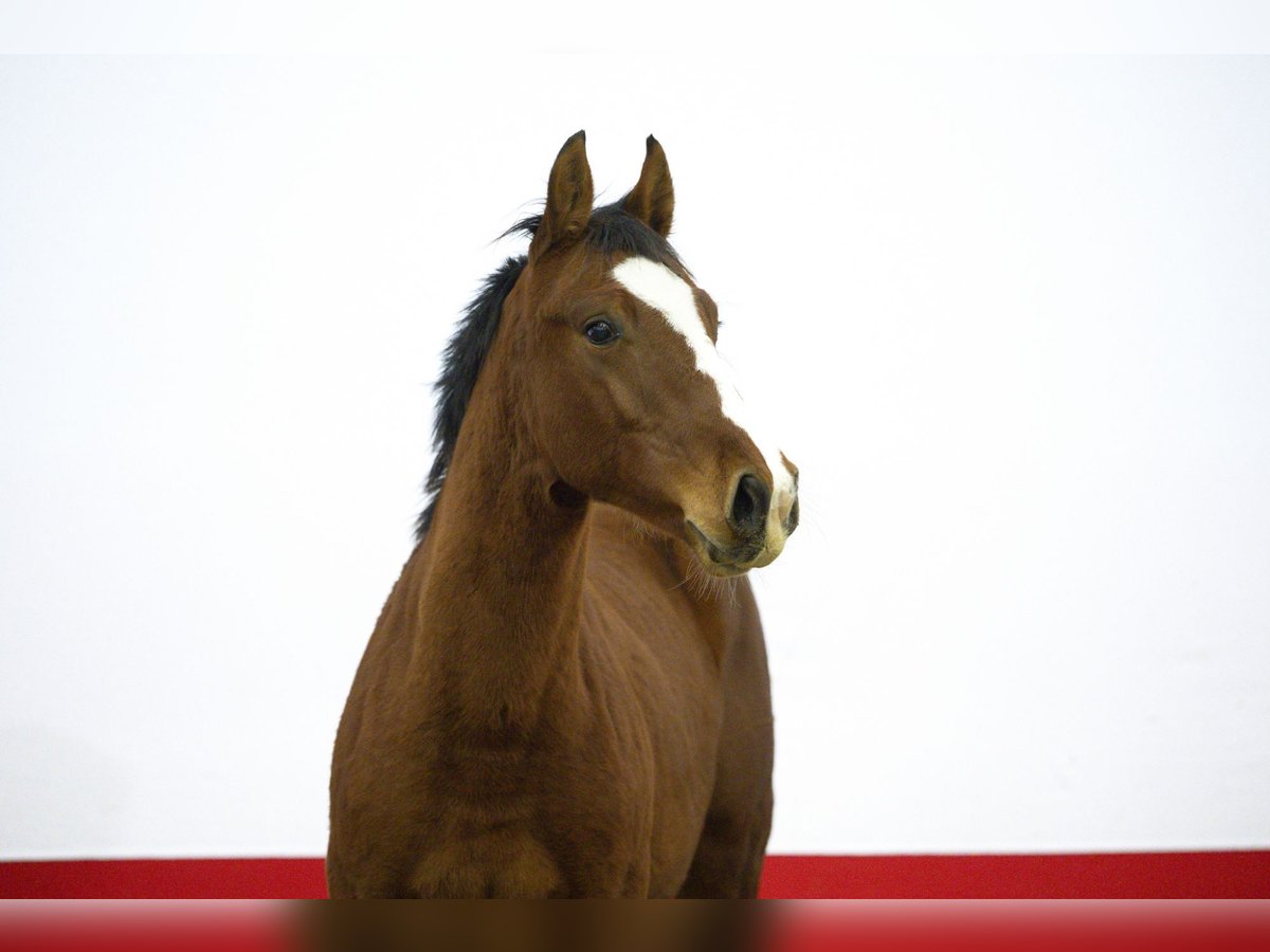 KWPN Stallone 1 Anno 150 cm Baio in Waddinxveen