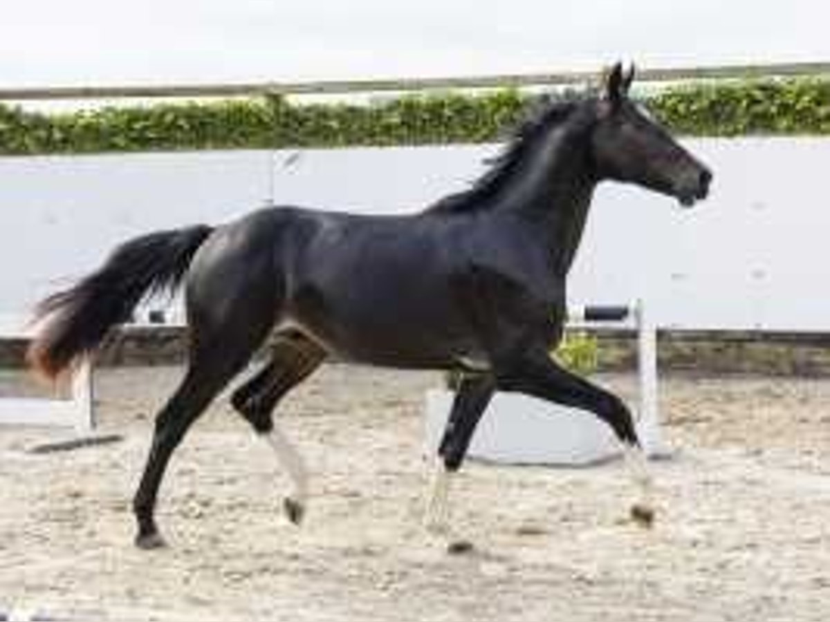 KWPN Stallone 2 Anni 162 cm Baio scuro in Waddinxveen