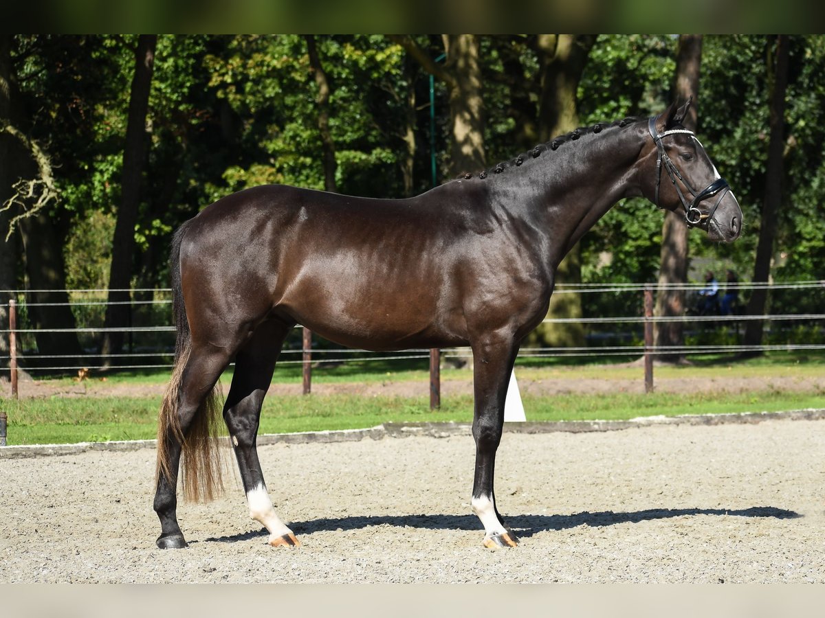 KWPN Stallone 2 Anni 167 cm Baio scuro in Loon op Zand