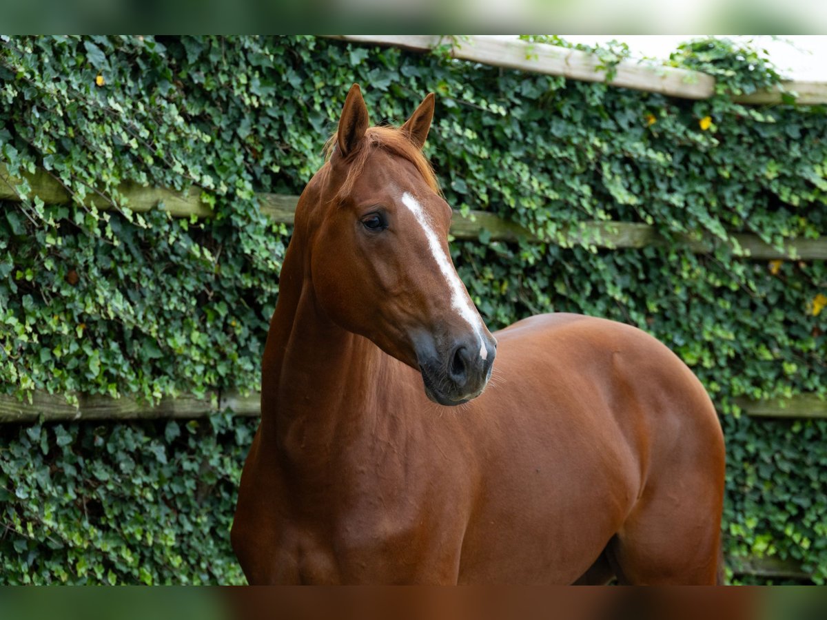 KWPN Stallone 2 Anni 167 cm Sauro in Waddinxveen