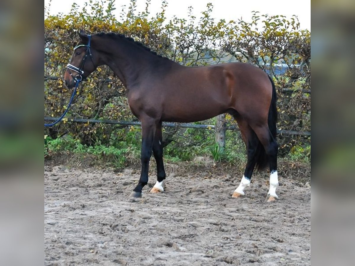 KWPN Stallone 2 Anni 171 cm Baio scuro in Prinsenbeek