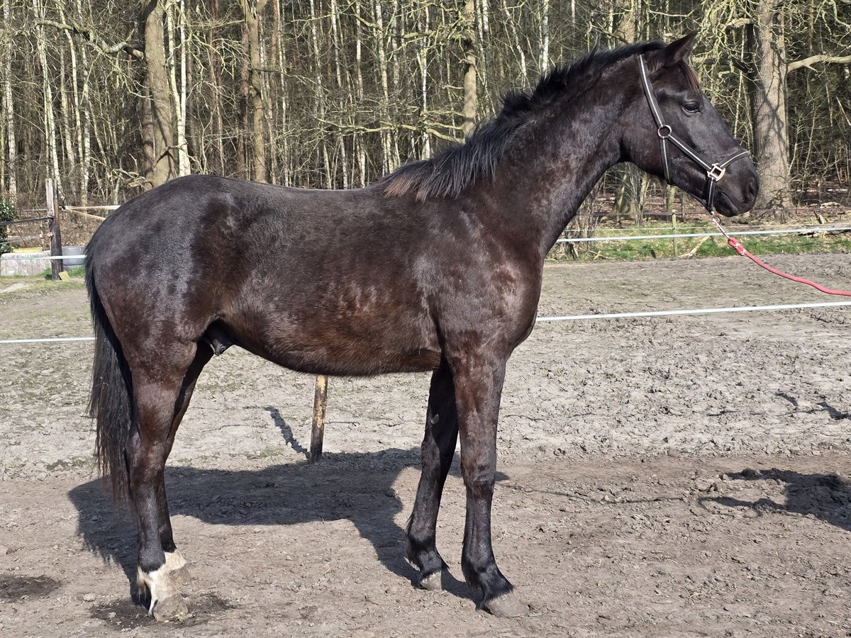 KWPN Stallone 2 Anni 174 cm Baio nero in Stekene