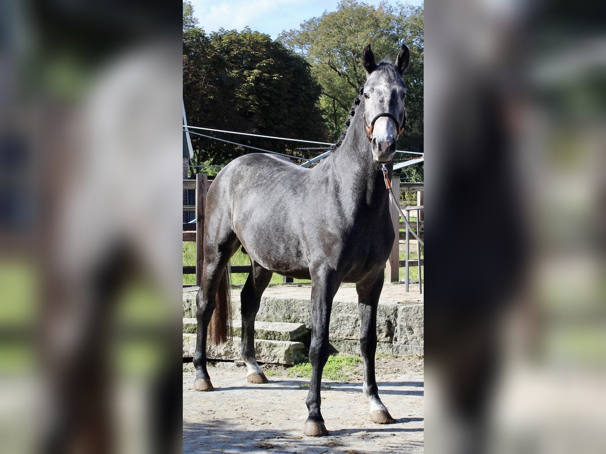 KWPN Stallone 3 Anni 163 cm Grigio in Meppen