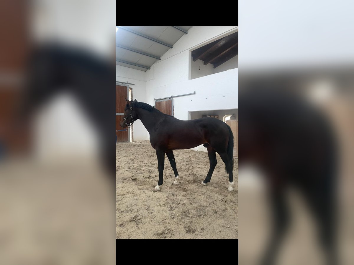 KWPN Stallone 3 Anni 164 cm Baio ciliegia in Morcone (Benevento )