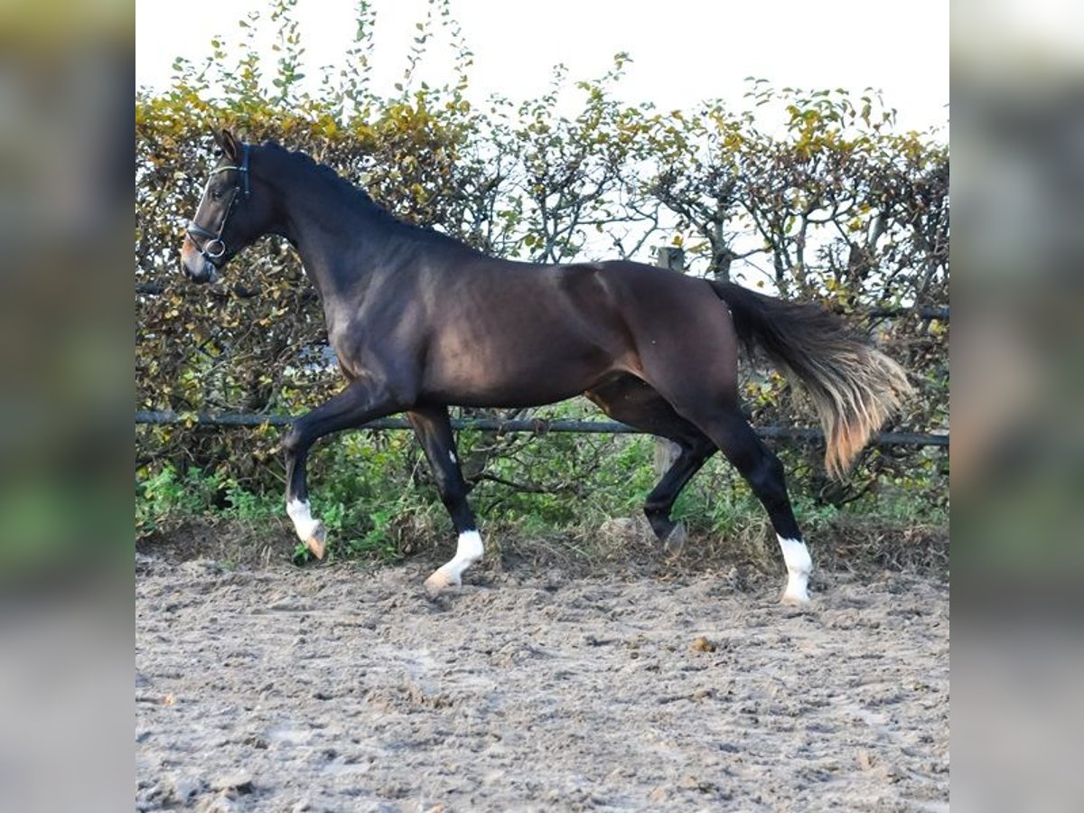 KWPN Stallone 3 Anni 165 cm Baio in Prinsenbeek