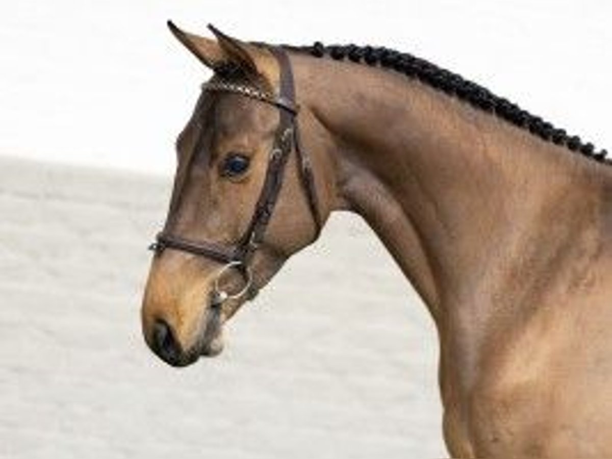 KWPN Stallone 3 Anni 165 cm Baio chiaro in Heerde