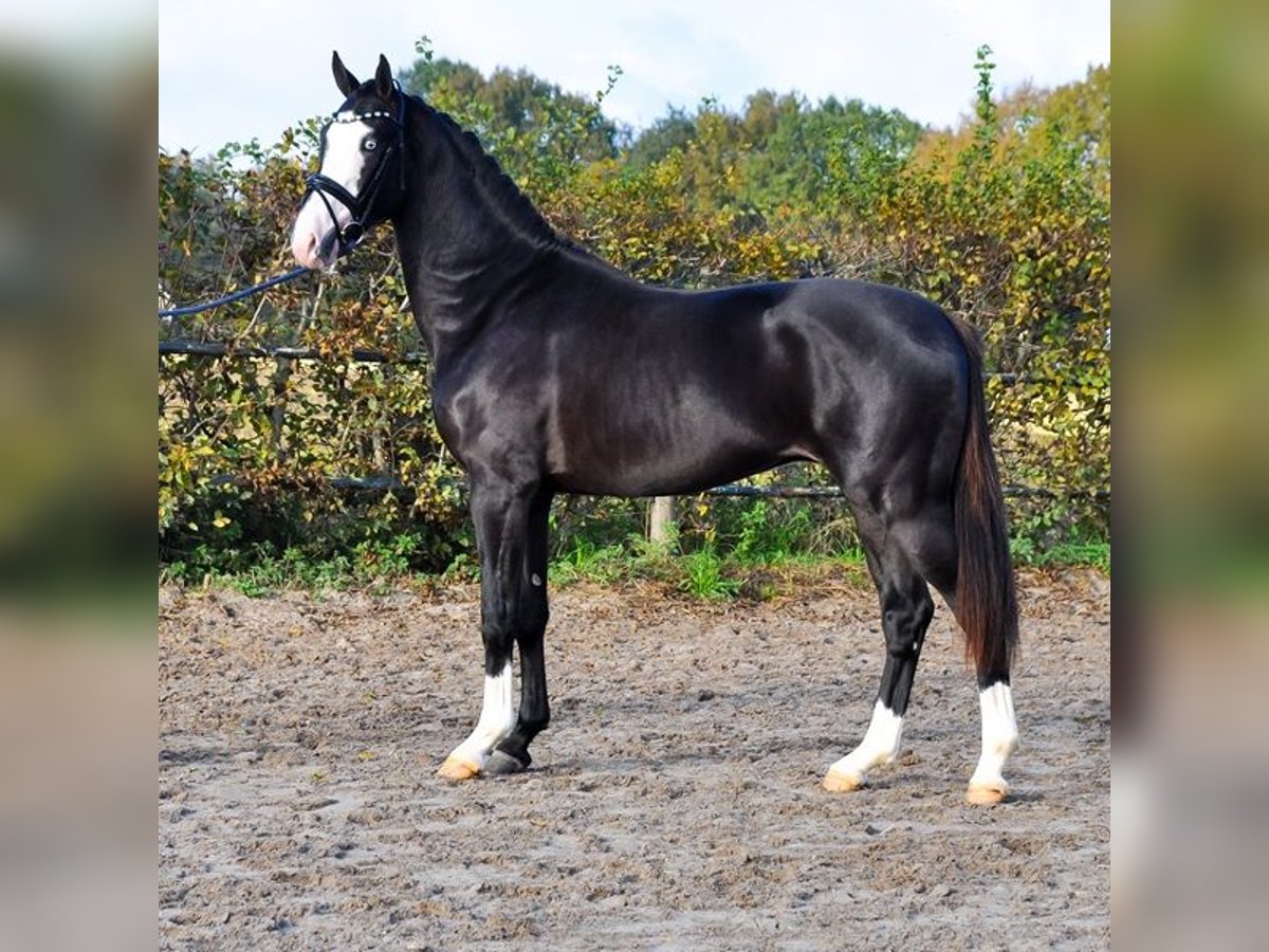 KWPN Stallone 3 Anni 166 cm Morello in Prinsenbeek