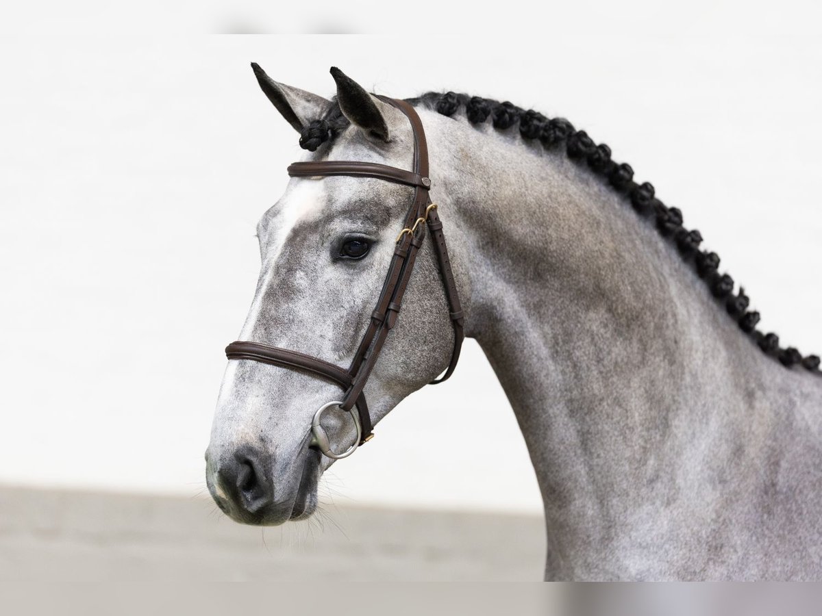 KWPN Stallone 3 Anni 167 cm Grigio in Heerde