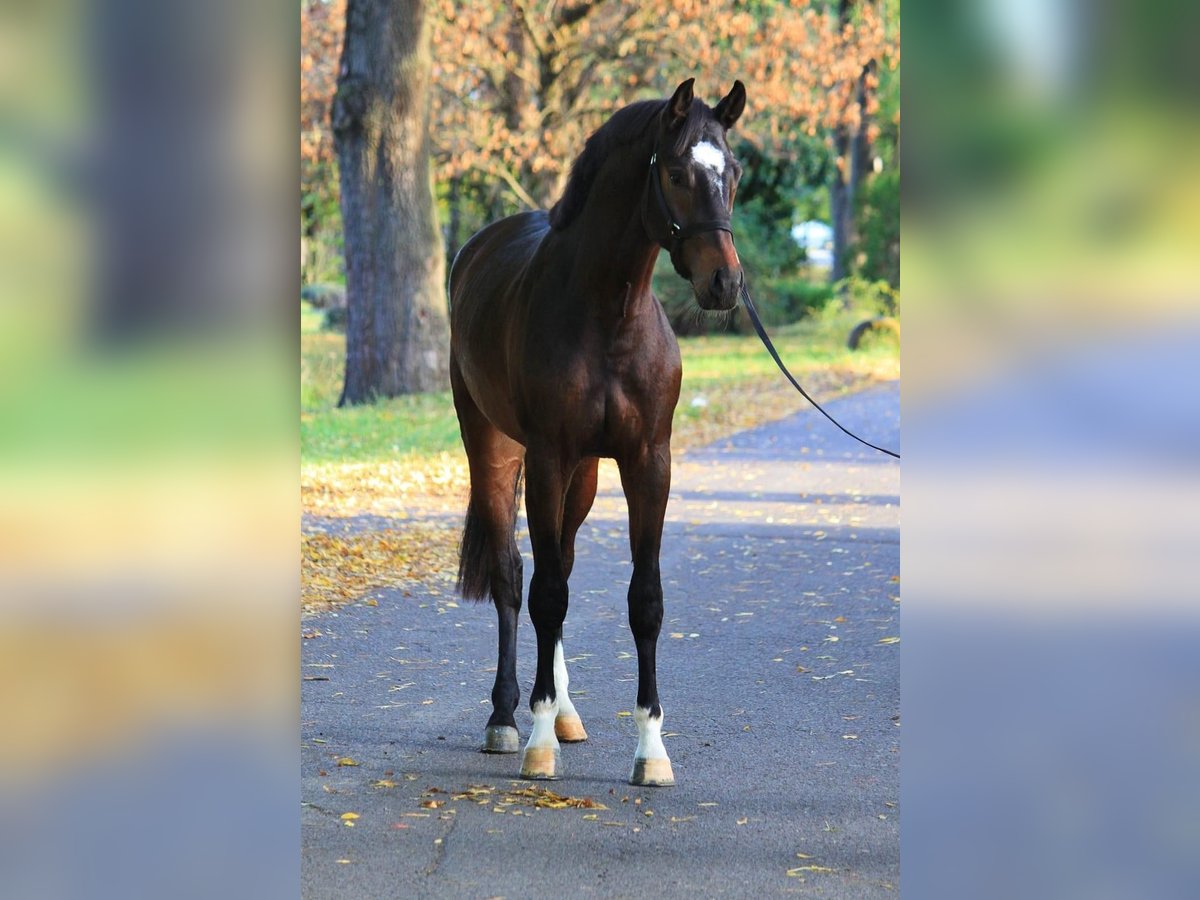 KWPN Stallone 3 Anni 168 cm Baio ciliegia in Albertville