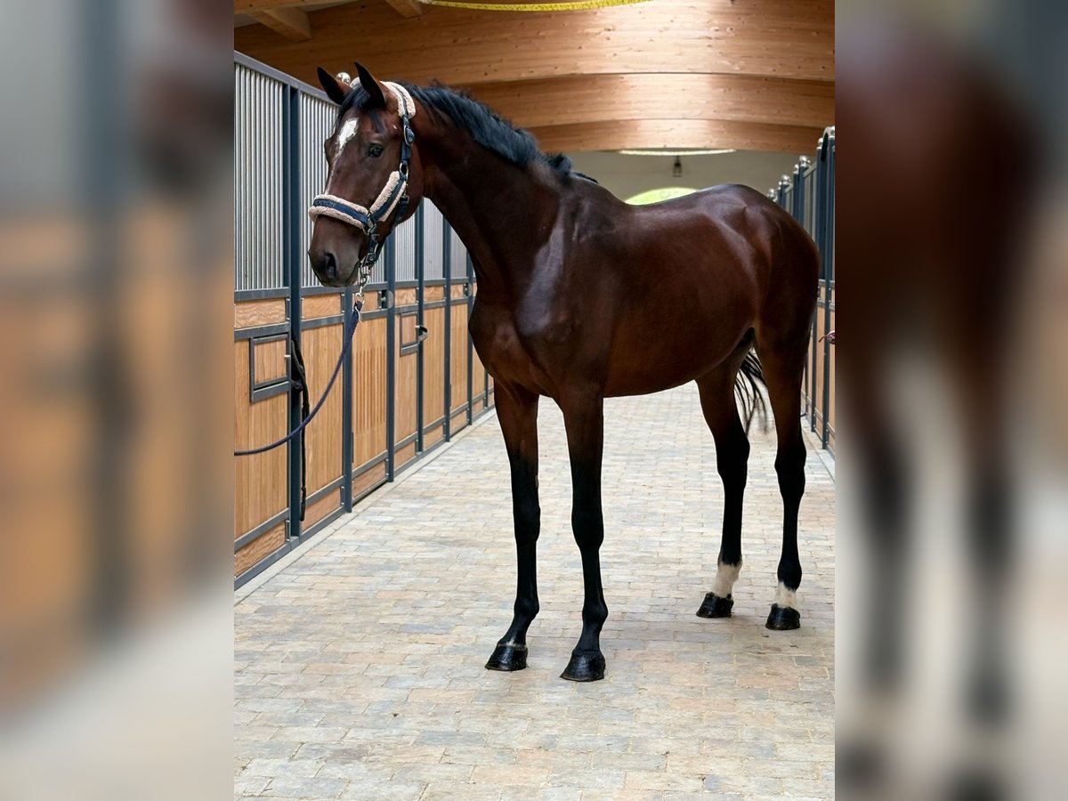 KWPN Stallone 3 Anni 169 cm Baio scuro in Westerheim