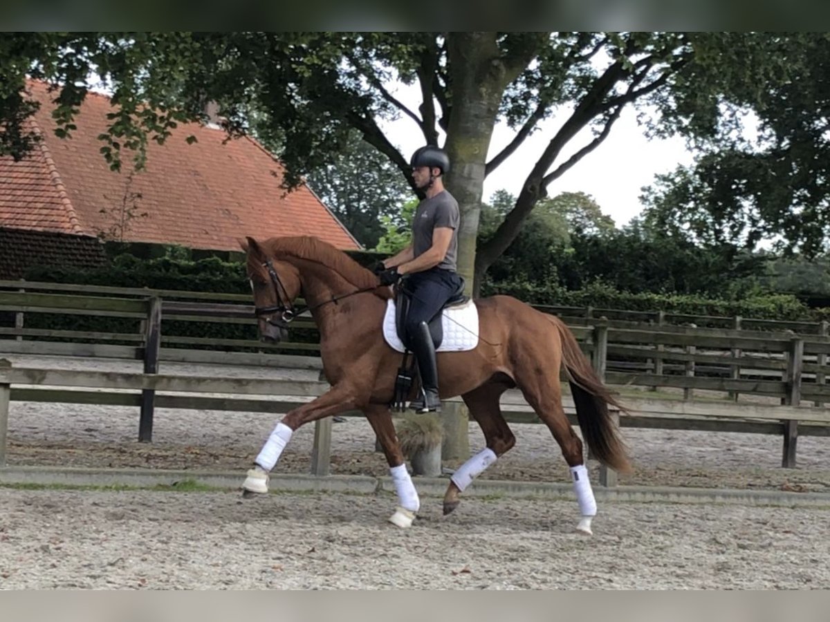 KWPN Stallone 3 Anni 169 cm Sauro scuro in Moergestel