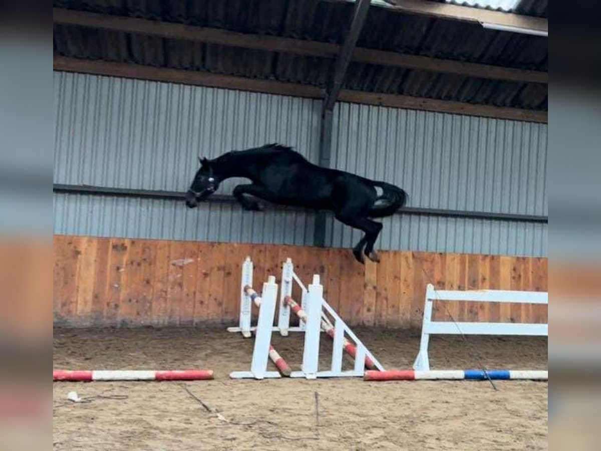 KWPN Stallone 3 Anni 170 cm Grigio ferro in Kecskemet