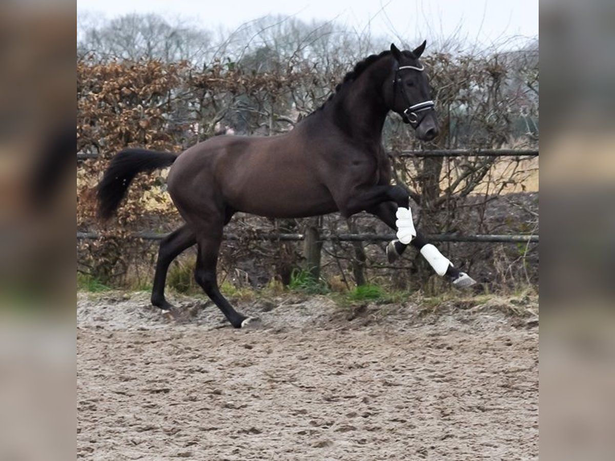 KWPN Stallone 3 Anni 170 cm Pelle di daino in Prinsenbeek