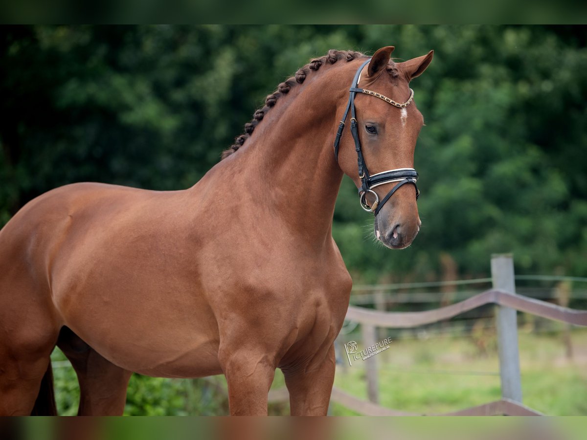 KWPN Stallone 3 Anni 170 cm Sauro in Weert