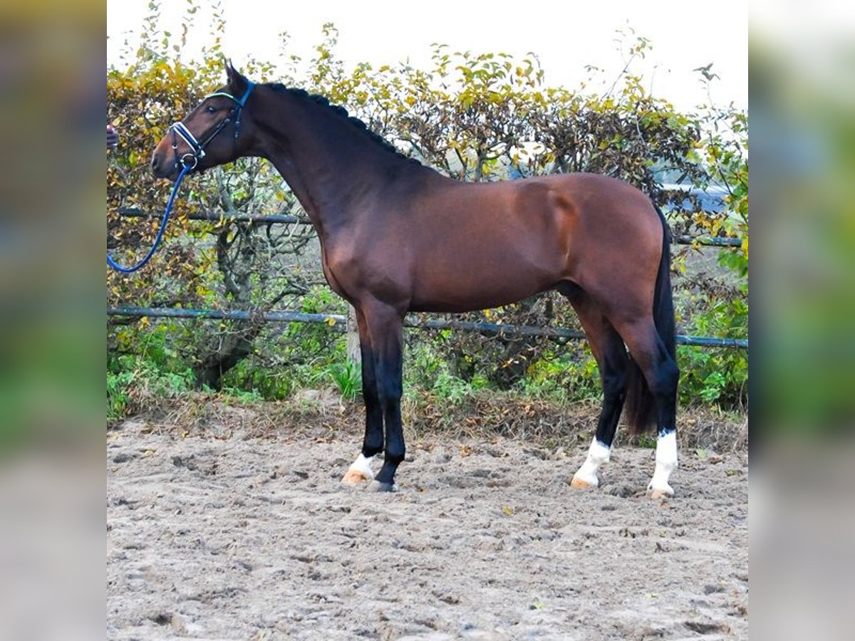 KWPN Stallone 3 Anni 171 cm Baio scuro in Prinsenbeek