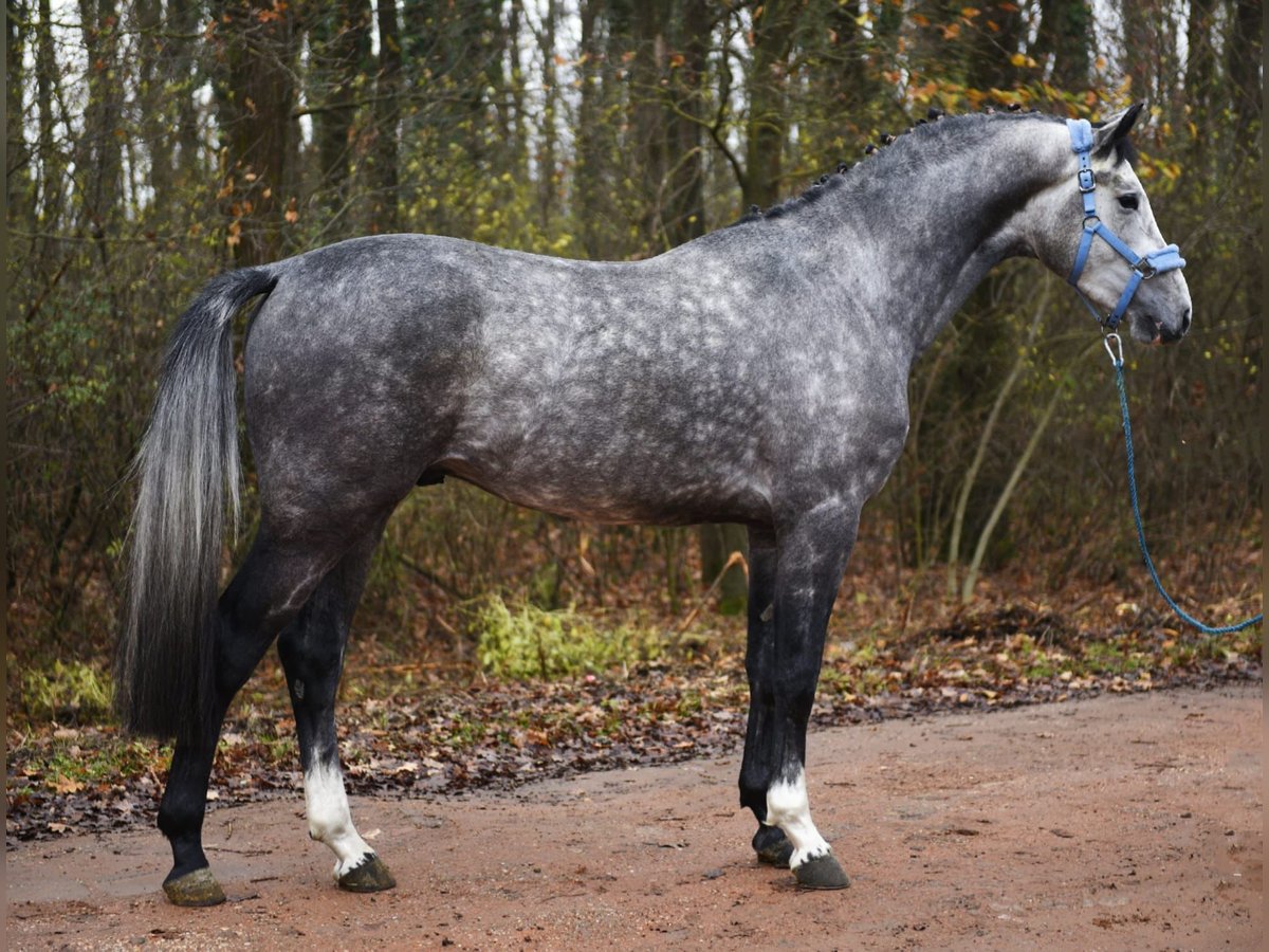 KWPN Stallone 3 Anni 172 cm Grigio pezzato in Debrecen