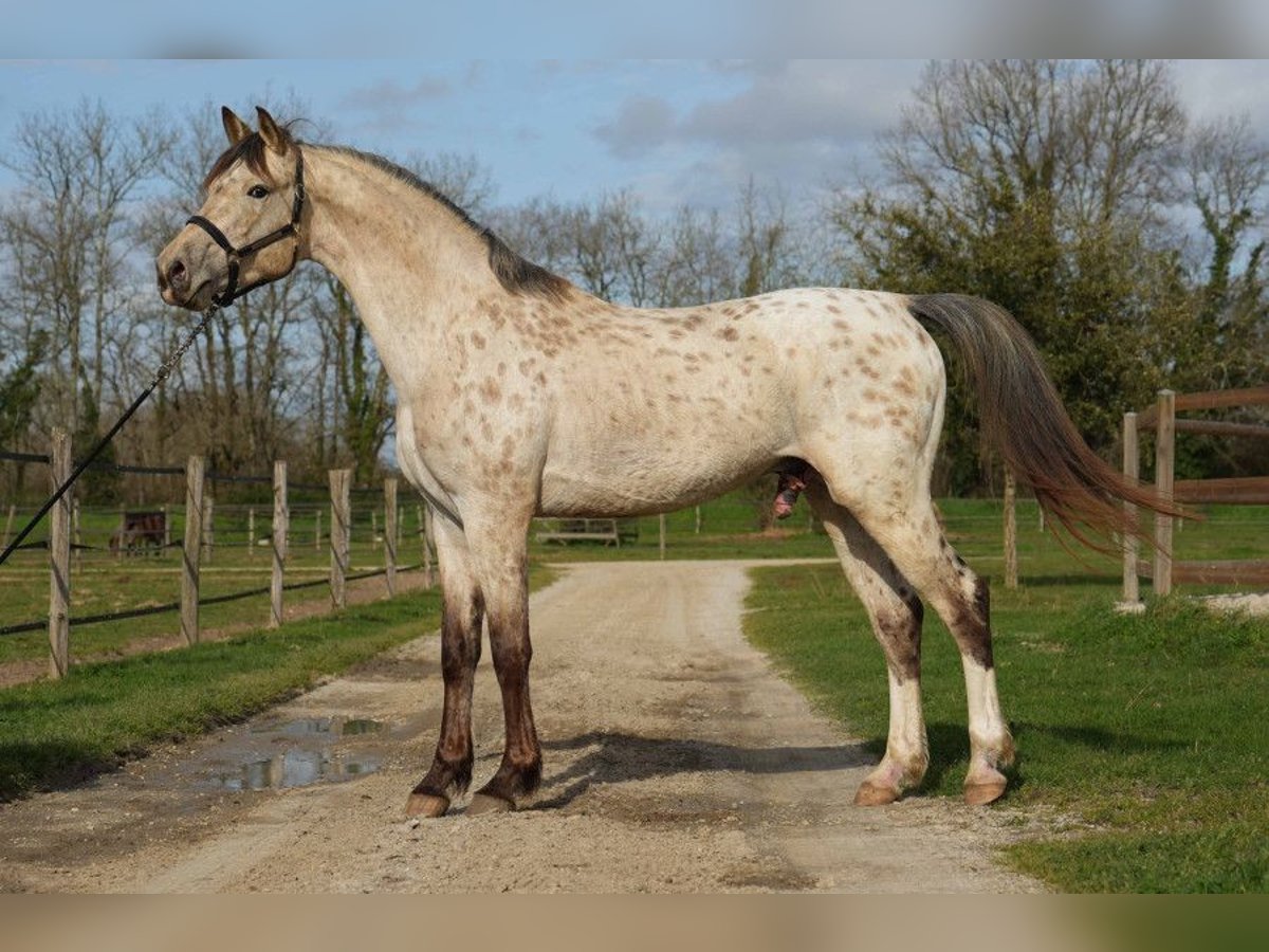 KWPN Stallone 3 Anni Leopard in Torino