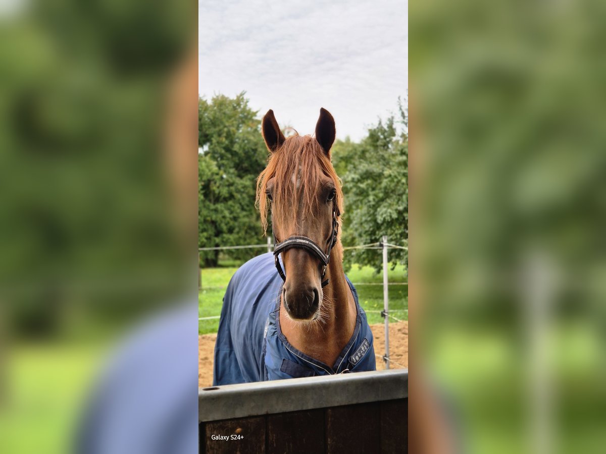 KWPN Stallone 4 Anni 160 cm Sauro scuro in Ludwigsfelde