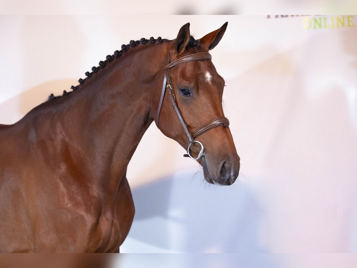 KWPN Stallone 4 Anni 170 cm Baio in Heerde