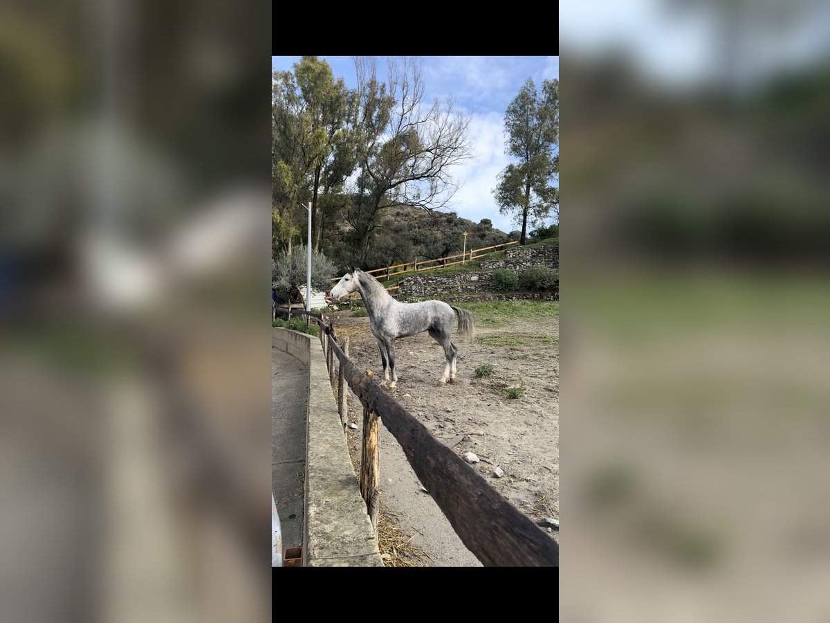 KWPN Stallone 4 Anni 172 cm Grigio in Roccella Ionica