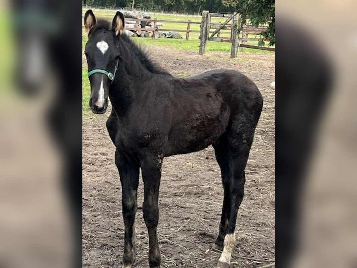 KWPN Stallone Puledri (06/2024) 165 cm Baio nero in Odoorn