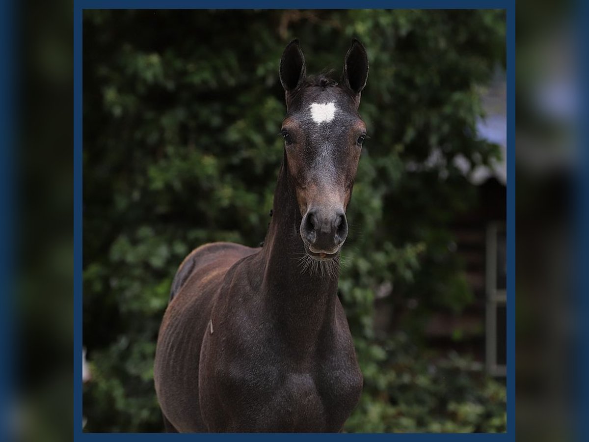 KWPN Stallone Puledri
 (04/2024) Grigio in Gieten