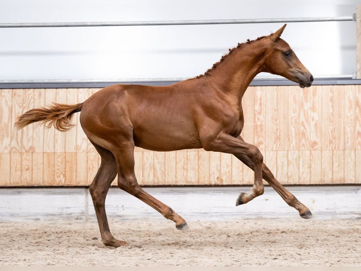 KWPN Stallone Puledri (05/2025) Sauro in Emlichheim