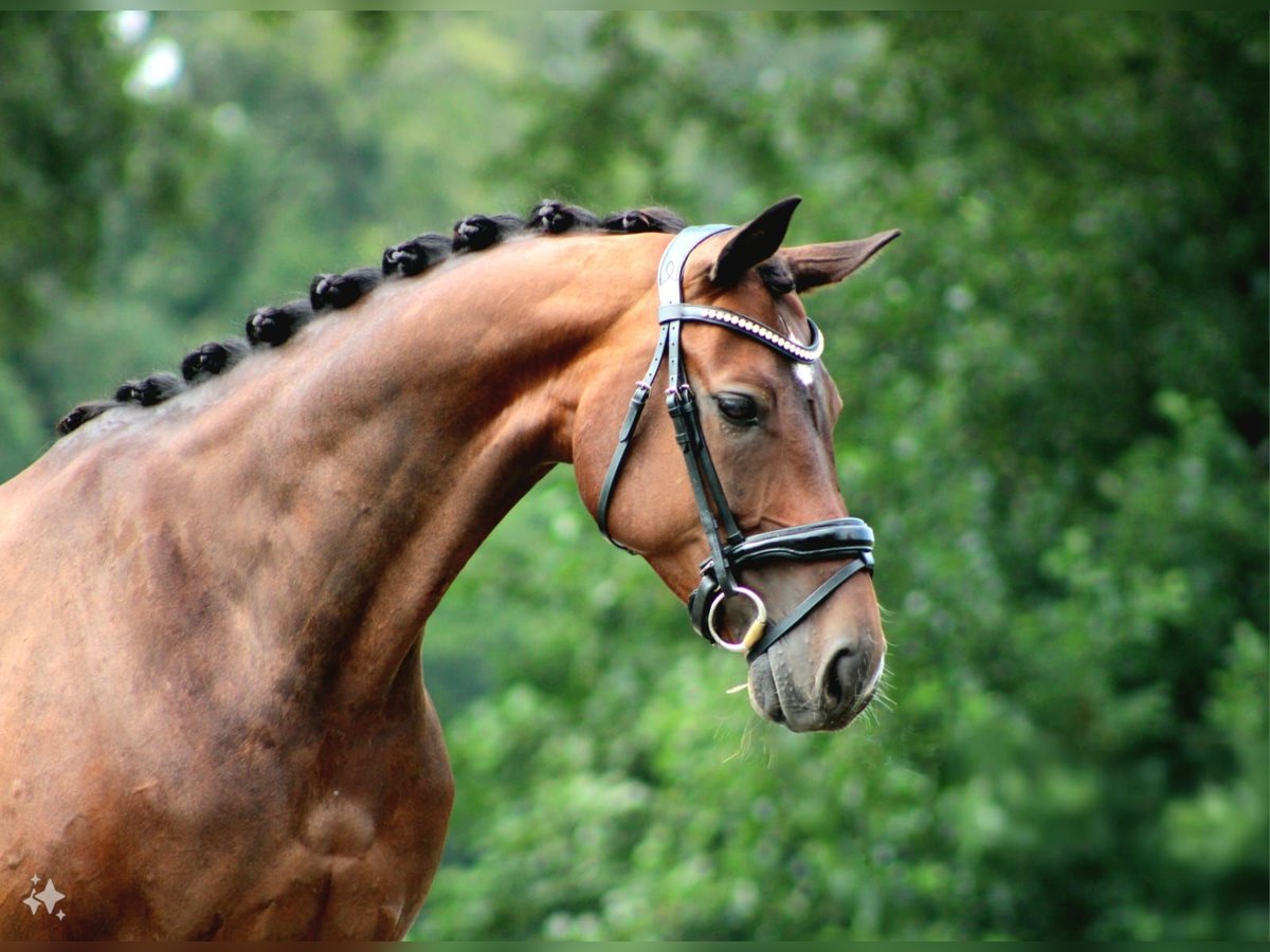 KWPN Sto 10 år 164 cm Mörkbrun in Halle