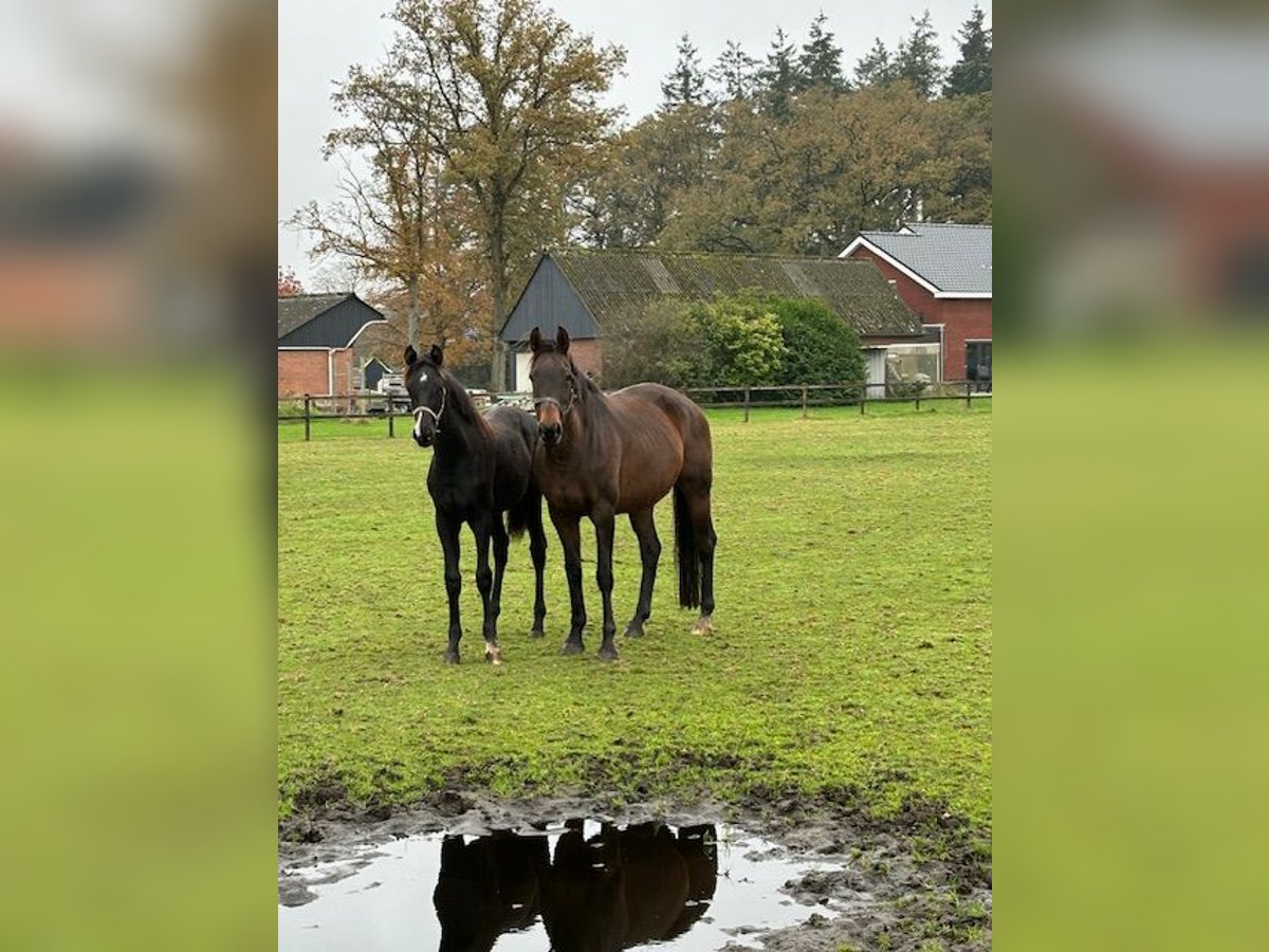 KWPN Sto 10 år 167 cm Mörkbrun in Hellendoorn