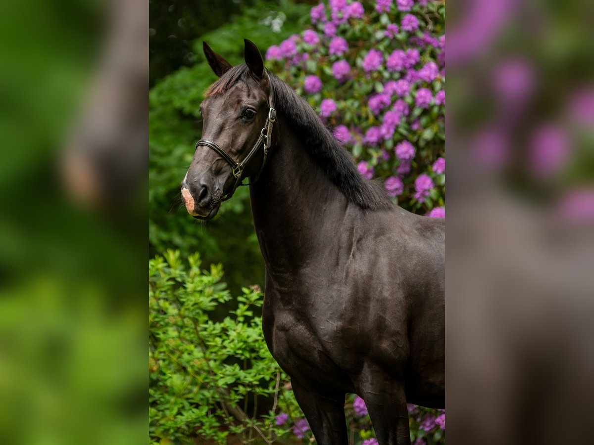 KWPN Sto 11 år Svart in Löningen